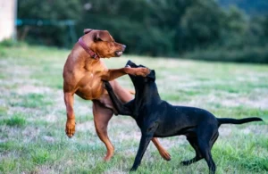 The Hidden Health Risks of Dog Waste in Tampa (And How to Prevent Them)